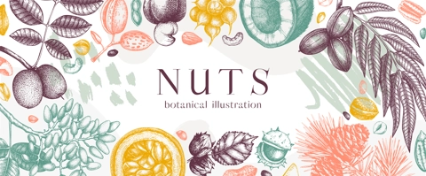 Vector nuts banner in college style. Vintage nuts sketched border. Healthy food background with branches, plants, nutshells hand-drawings and abstract shapes. Realistic botanical illustrations
